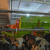 МИРК-130 на ферме